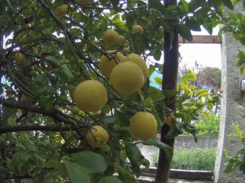 Limonaia della Malora 7-5-2017 (Mclub Pandino) (8)