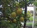Limonaia della Malora 7-5-2017 (Mclub Pandino) (8)
